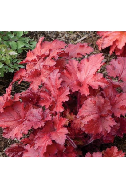 Гейхера Forever  Red